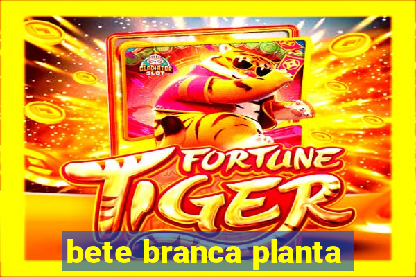 bete branca planta